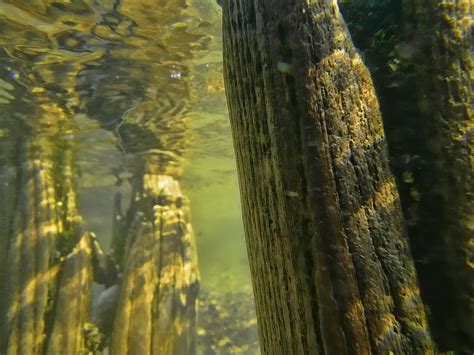 Wood Submerged in Water: The Enigmatic Bond