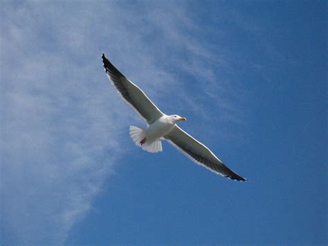 Yearning for Flight: Delving into the Urge for Soaring in Avian-Snaring Visions