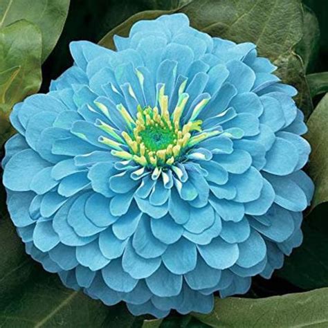 Zinnia Blue: A Rising Star